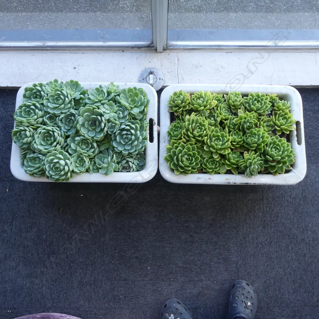 PR WHITE CERAMIC SINK BASINS AS GARDEN PLANTERS w. SUCCULENTS W.530mm Image 1++