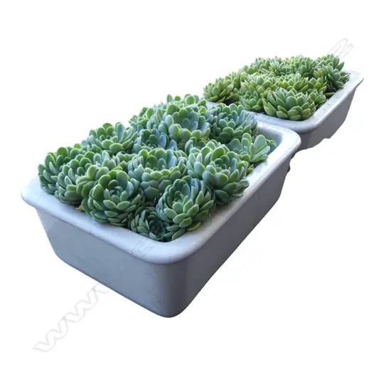 PR WHITE CERAMIC SINK BASINS AS GARDEN PLANTERS w. SUCCULENTS W.530mm