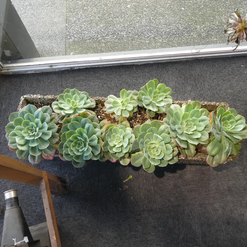 CONCRETE PLANTER, PEBBLE FINISH W.1050mm Image 1++