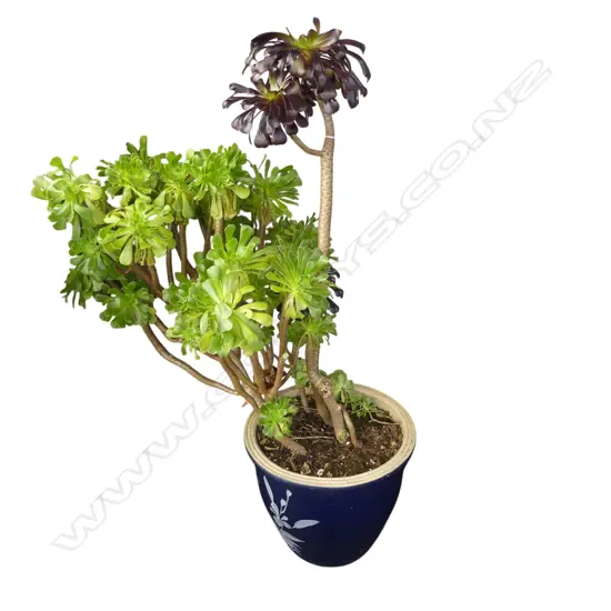 SUCCULENT IN BLUE GLAZED POT H.1100mm (H.310mm)