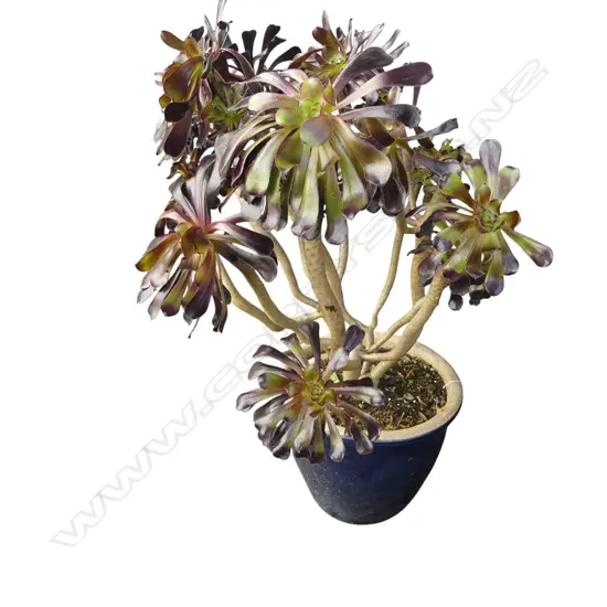 SUCCULENT IN BLUE GLAZED POT H.950mm (H.310mm)