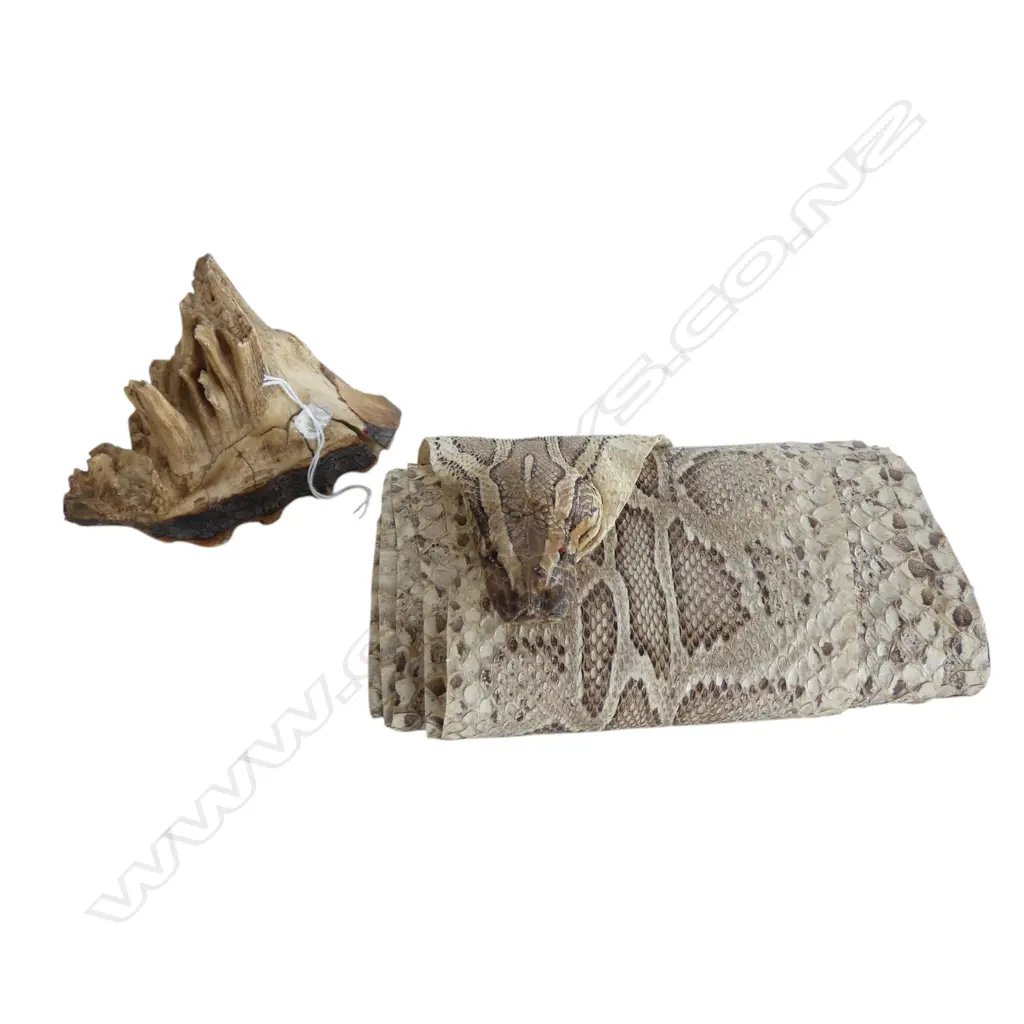 TEETH/MOLARS + SNAKE SKIN L.2650mm Image 1++
