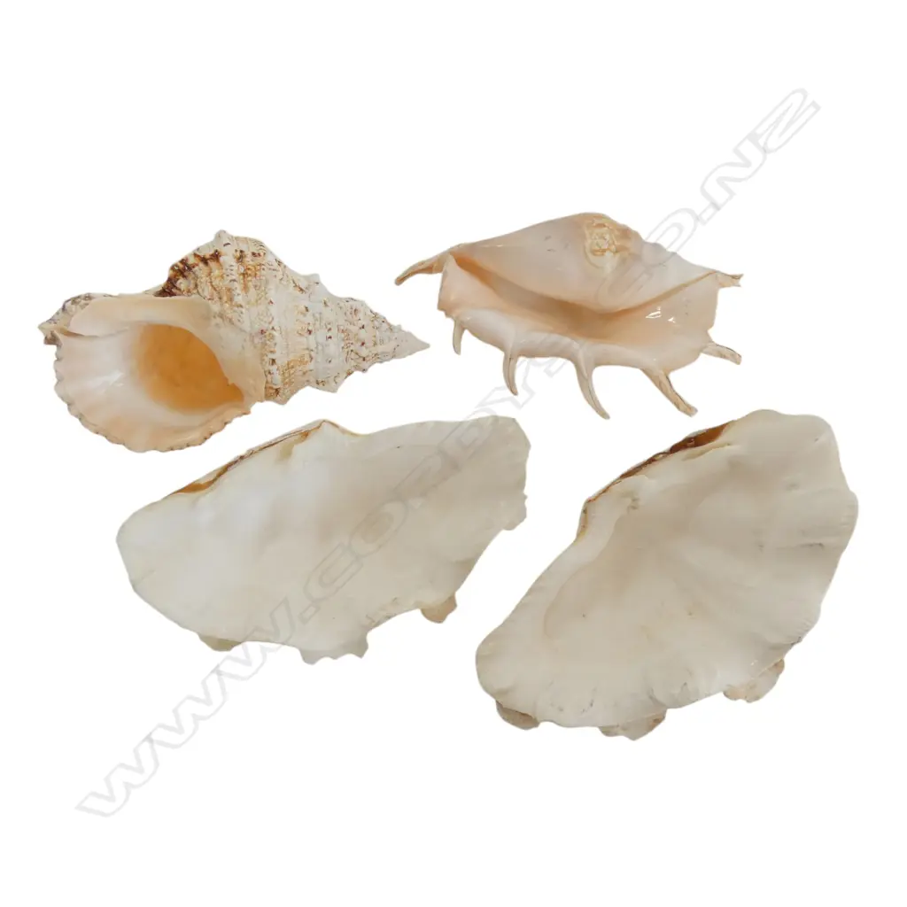 4 SEA SHELLS L.260mm Image 1++