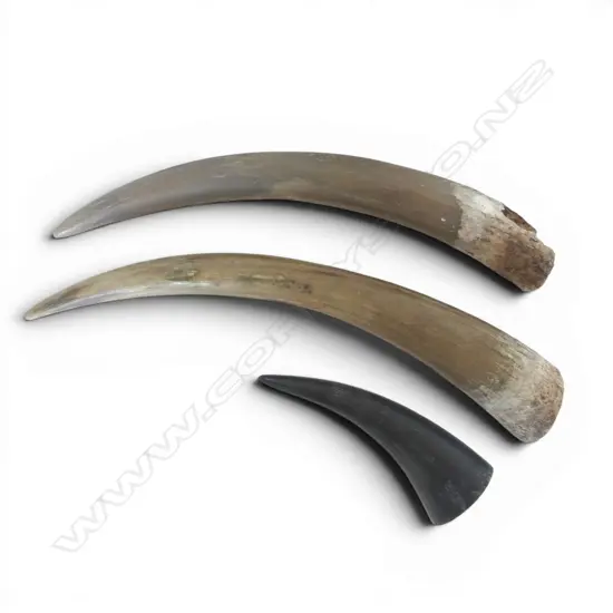 3 ANIMAL HORNS, L.490/460/230mm