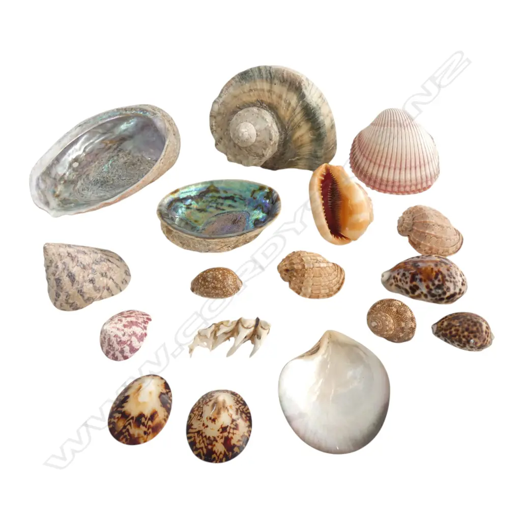 BOX OF  LARGE SHELLS  Image 1++