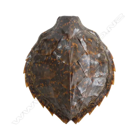 TORTOISE SHELL L.320mm