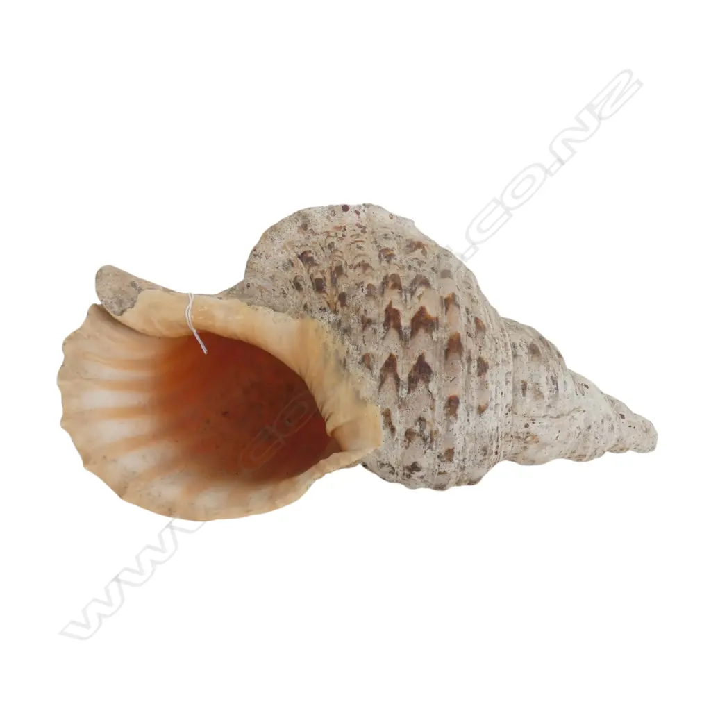 V LRG TRITON CONCH SHELL, L.400 x 220mm Image 1++