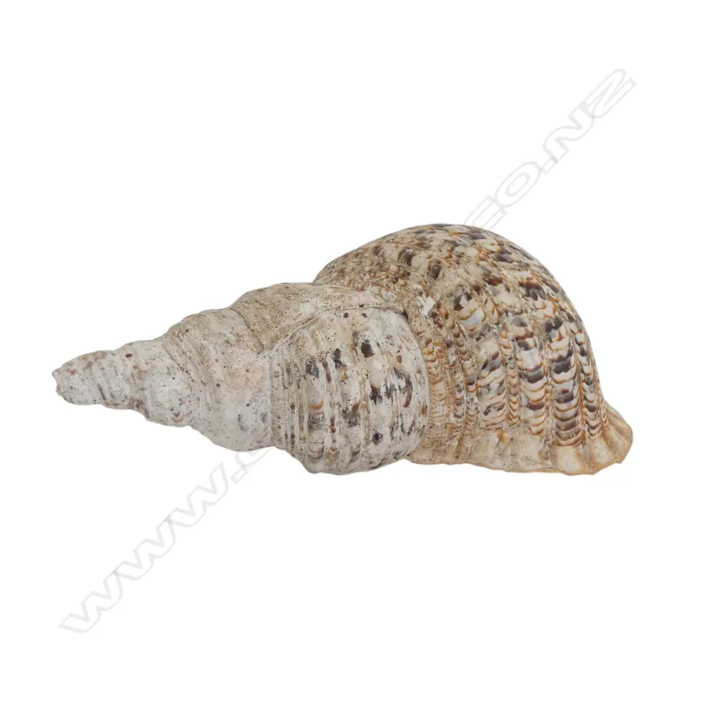 V LRG TRITON CONCH SHELL, L.400 x 220mm Image 1++