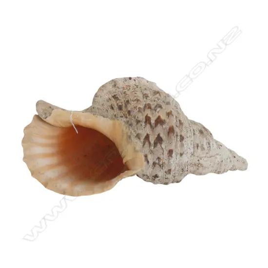 V LRG TRITON CONCH SHELL, L.400 x 220mm