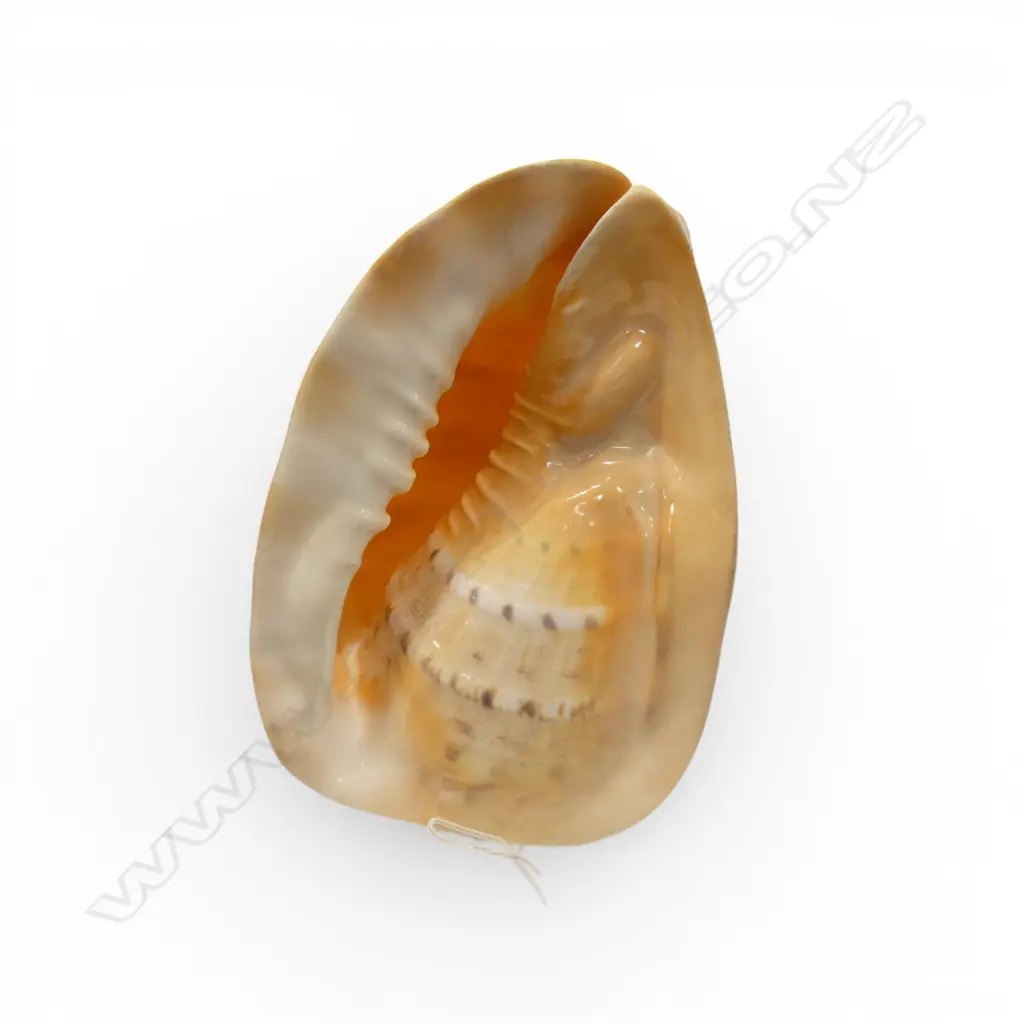 CONCH SHELL W.220mm Image 1++