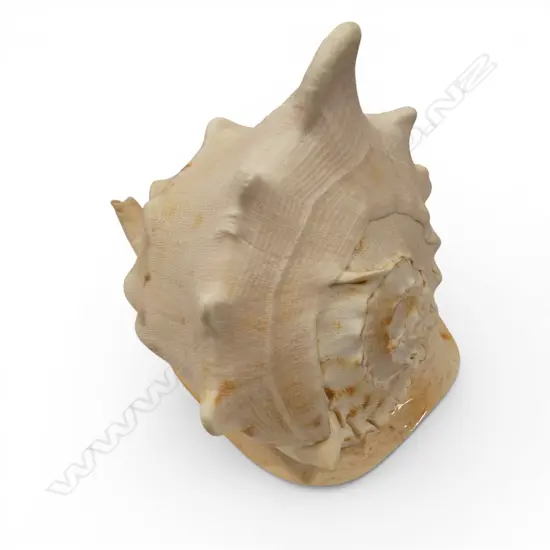 CONCH SHELL W.220mm