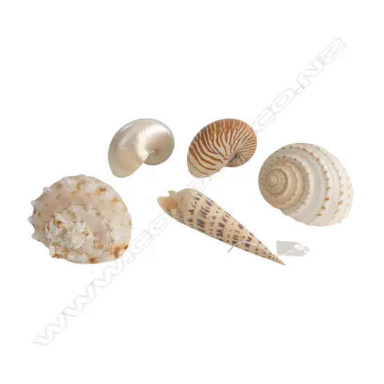 3 SEA SHELLS INCL. 2 NAUTILUS L.130mm