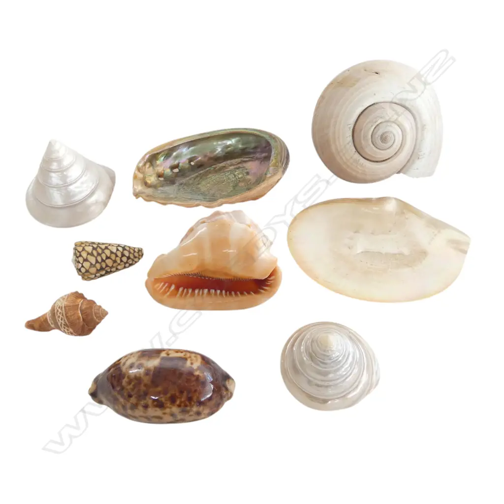 COLLECTION LRG SHELLS Image 1++