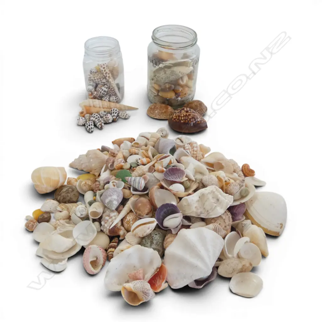 BOX CONTAINING 2 JARS OF SMALL SHELLS & COLLECTION OF SMALL SEASHELLS  Image 1++