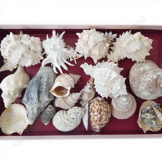 COLLECTION OF ASST. SHELLS