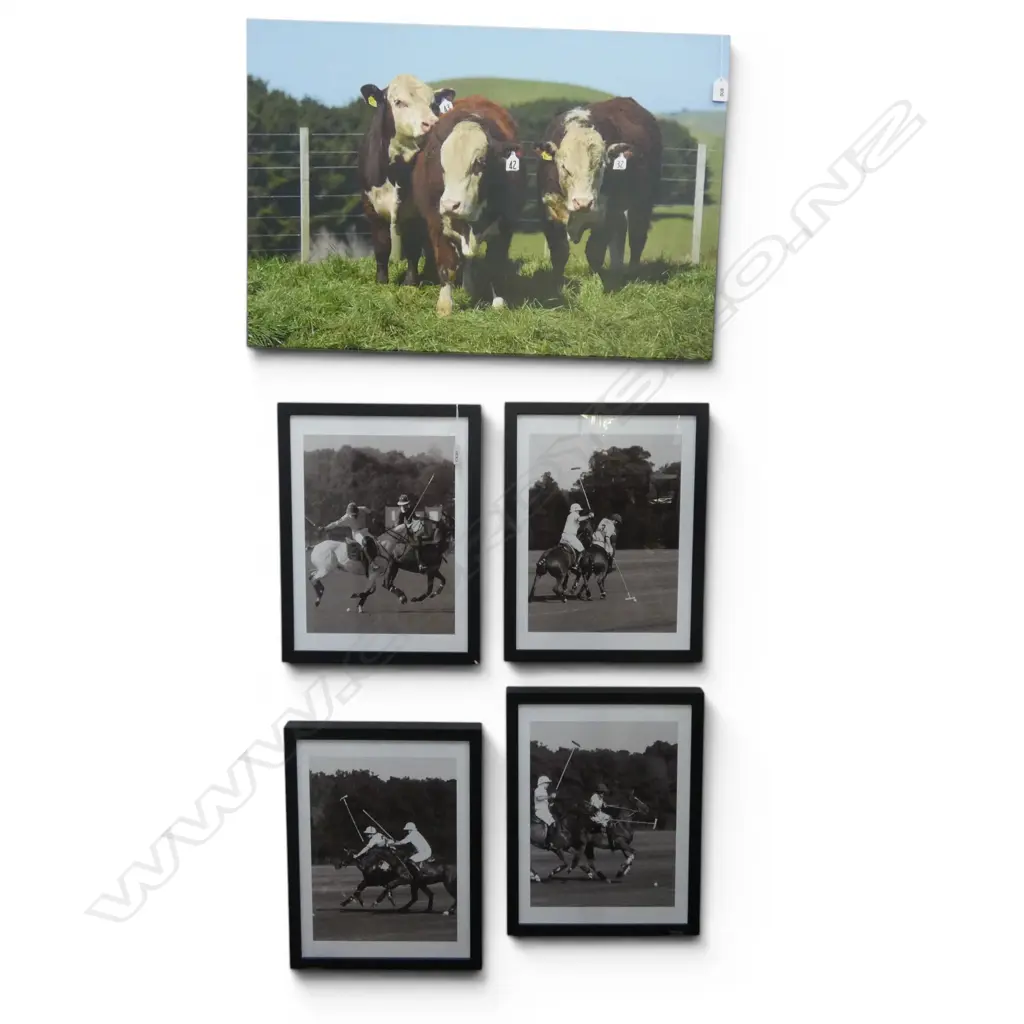 4  B/W POLO PRINTS AND COW IN A FIELD -  PRINT ON CANVAS 510x760mm Image 1++
