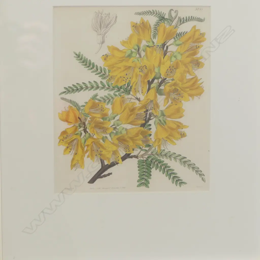 DAVID TEATA 'SOUND OF POLYNESIA' PRINT 9/20 SIGNED & DATED 2020 420x295mm + 2 KOWHAI PRINTS 185x155mm Image 1++