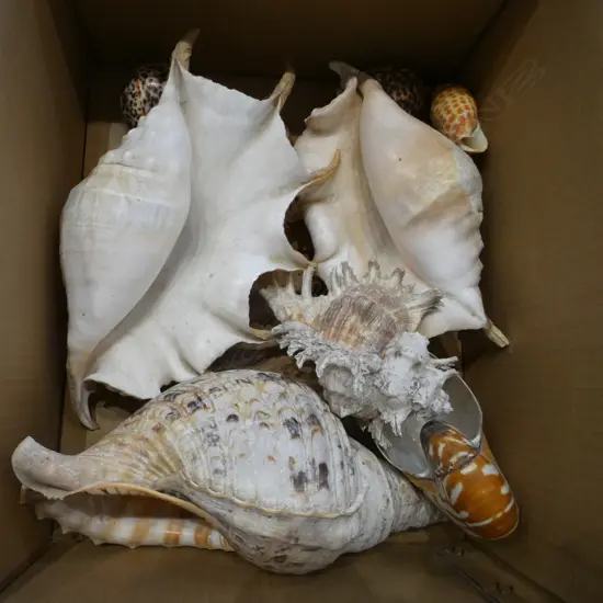 SHELL COLLECTION, some large size