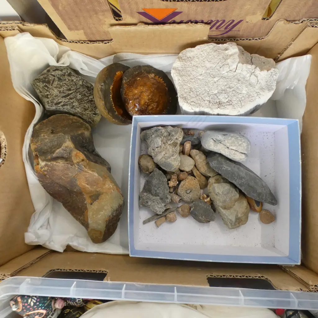 ASST. ROCKS, SPECIMENS, FOSSILS etc Image 1++