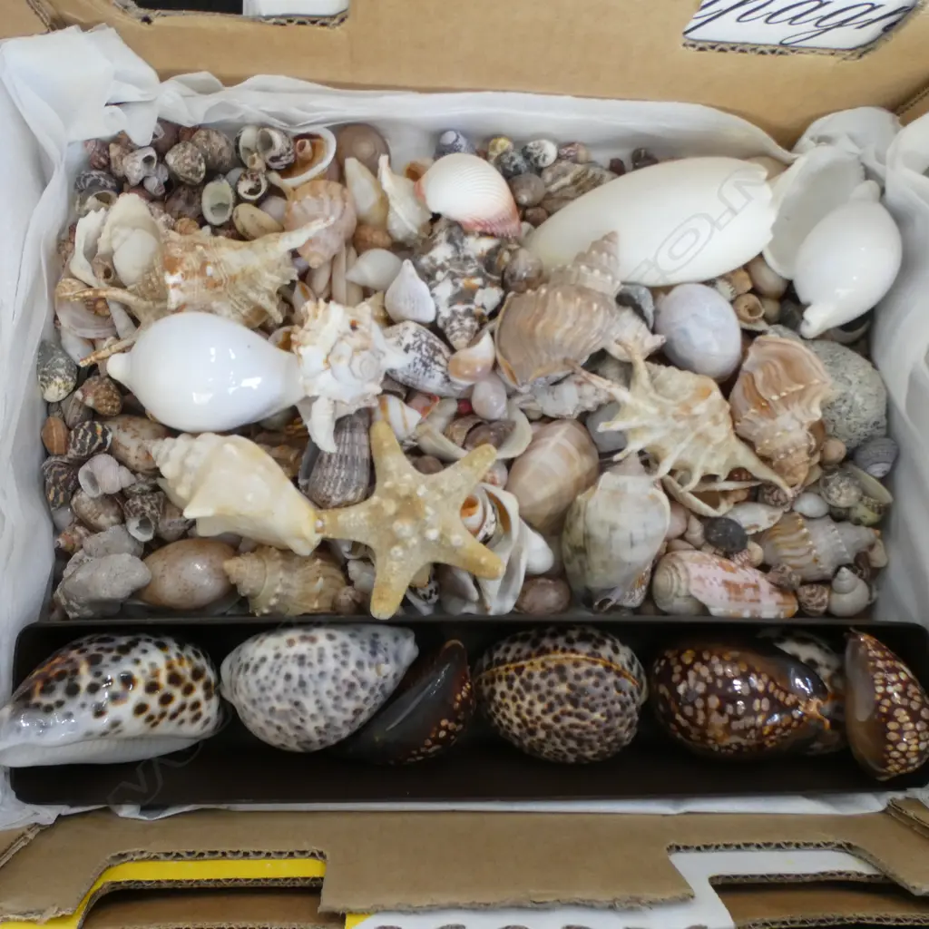ASST. SHELLS Image 1++