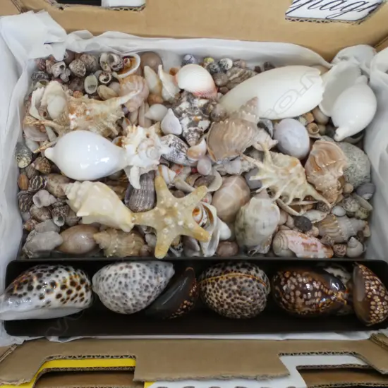 ASST. SHELLS