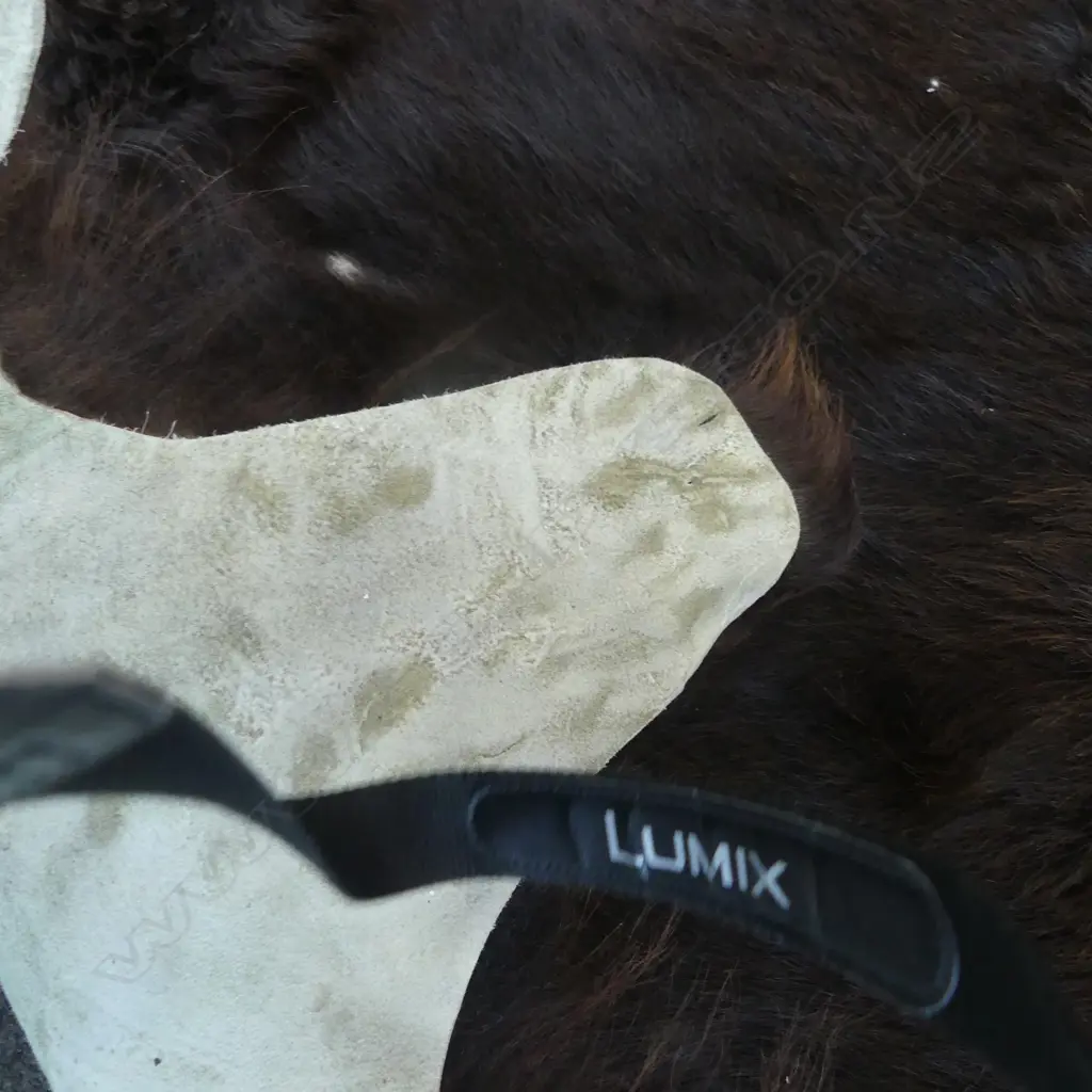 HIGHLAND COW HIDE L.2100mm approx. Image 1++