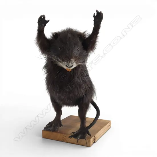 TAXIDERMY MUSKRAT on wooden base H.360mm