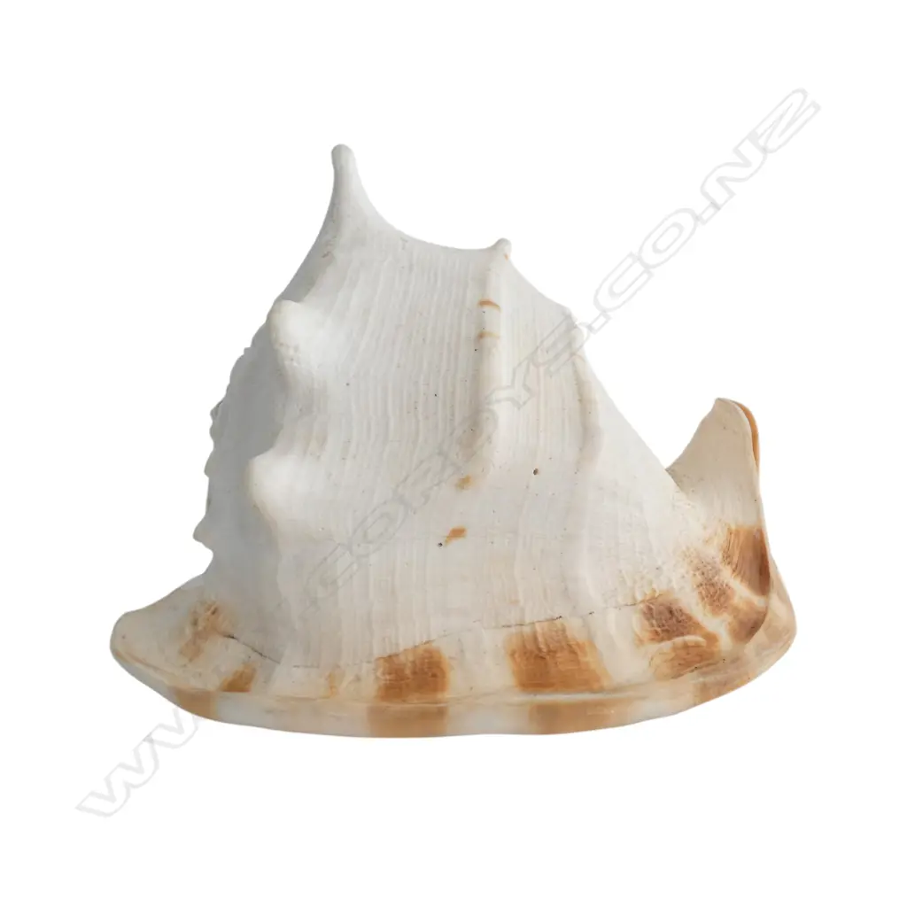 LG CONCH SHELL W.300mm Image 1++