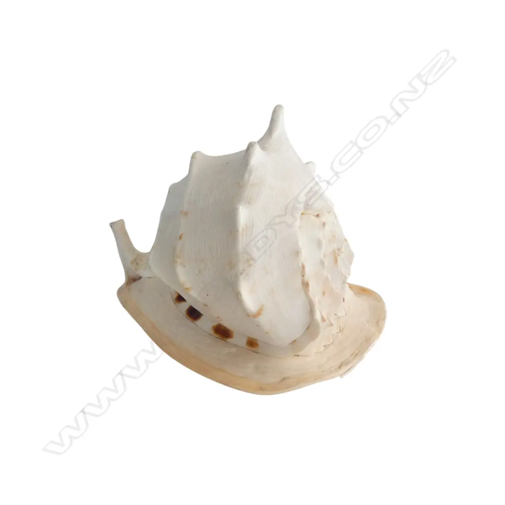 LG CONCH SHELL W.300mm Image 1++