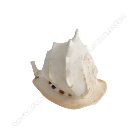 LG CONCH SHELL W.300mm