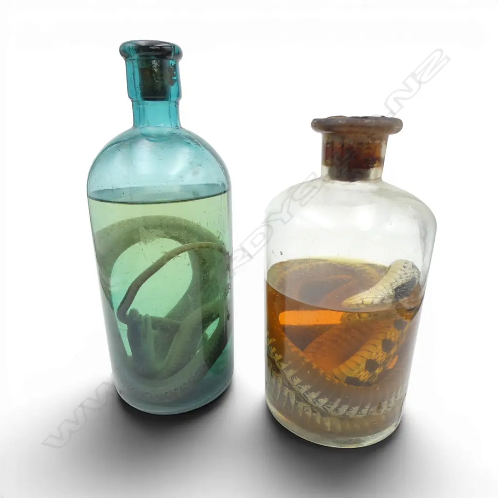 2 WET SPECIMENS OF SEA? SNAKES  H.190mm Image 1++