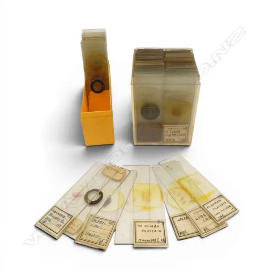 100+ VINTAGE GLASS MICROSCOPE SLIDES IN 2 CASES. L.75MM