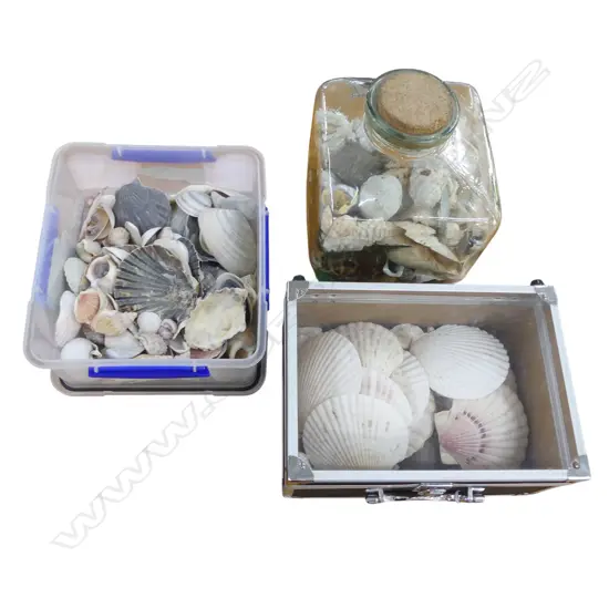 COLLECTION OF SEA SHELLS