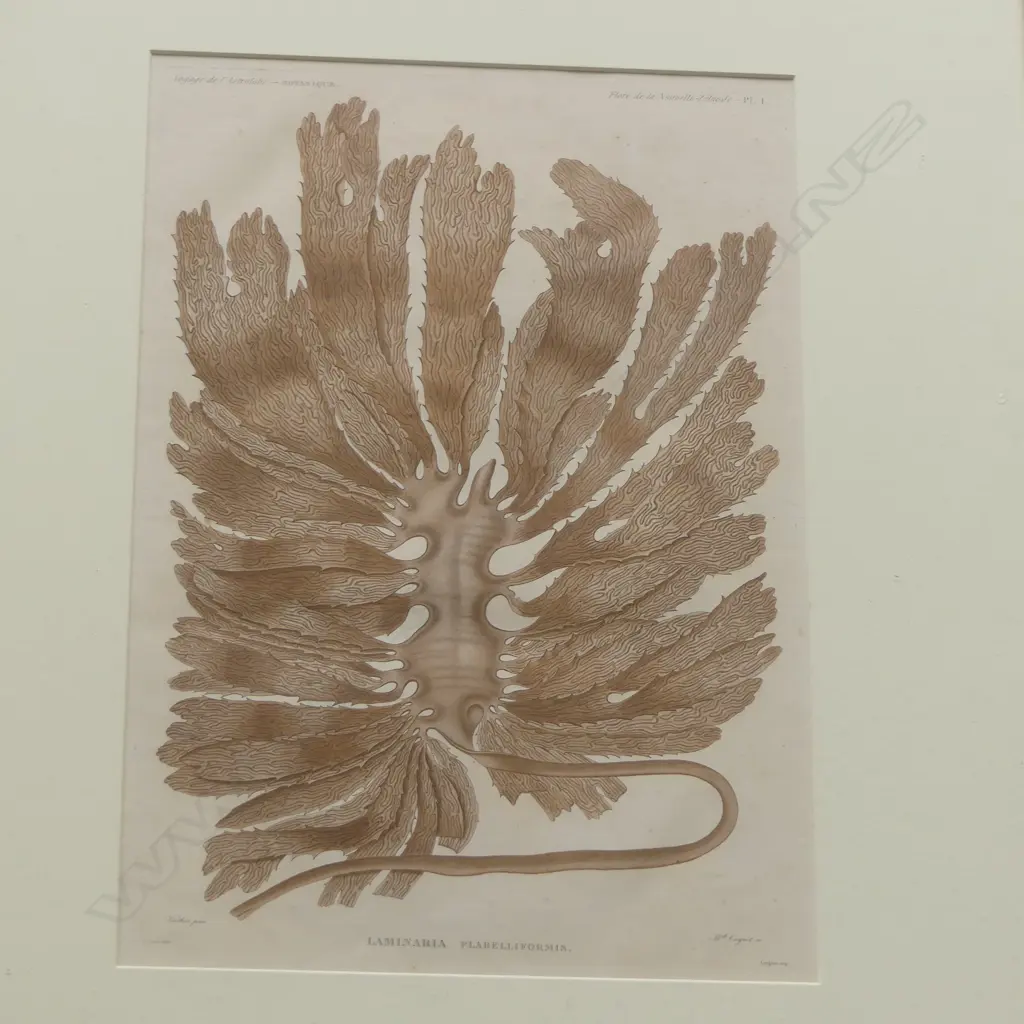 2 FRENCH PRINTS OF NZ SEAWEEDS BY ACHILLE RICHARD, ASTROLABE EXPEDITION 415x275mm  Image 1++