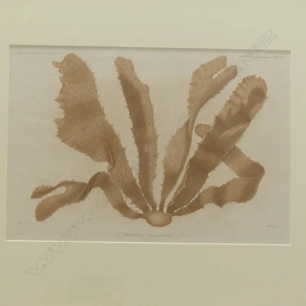 2 FRENCH PRINTS OF NZ SEAWEEDS BY ACHILLE RICHARD, ASTROLABE EXPEDITION 415x275mm  Image 1++