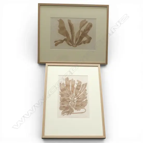 2 FRENCH PRINTS OF NZ SEAWEEDS BY ACHILLE RICHARD, ASTROLABE EXPEDITION 415x275mm 