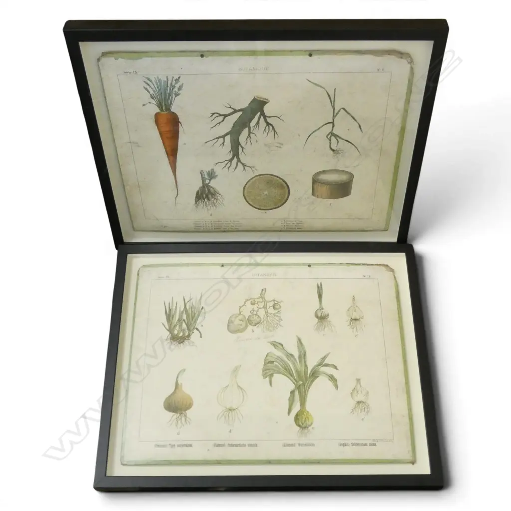 2 VINTAGE FRENCH 'BOTANIQUE' PRINTS 415x550mm Image 1++