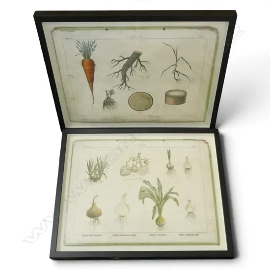 2 VINTAGE FRENCH 'BOTANIQUE' PRINTS 415x550mm