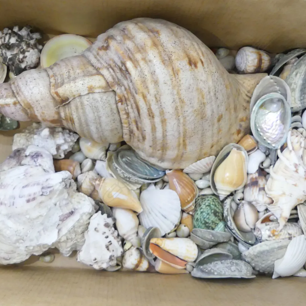 COLLECTION OF ASST. SHELLS Image 1++