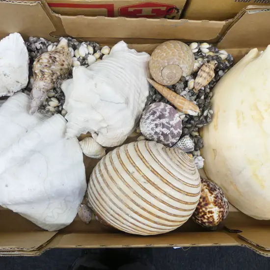 COLLECTION OF ASST. SHELLS 