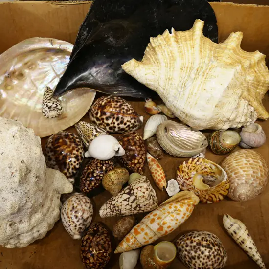 COLLECTION OF ASST. SHELLS
