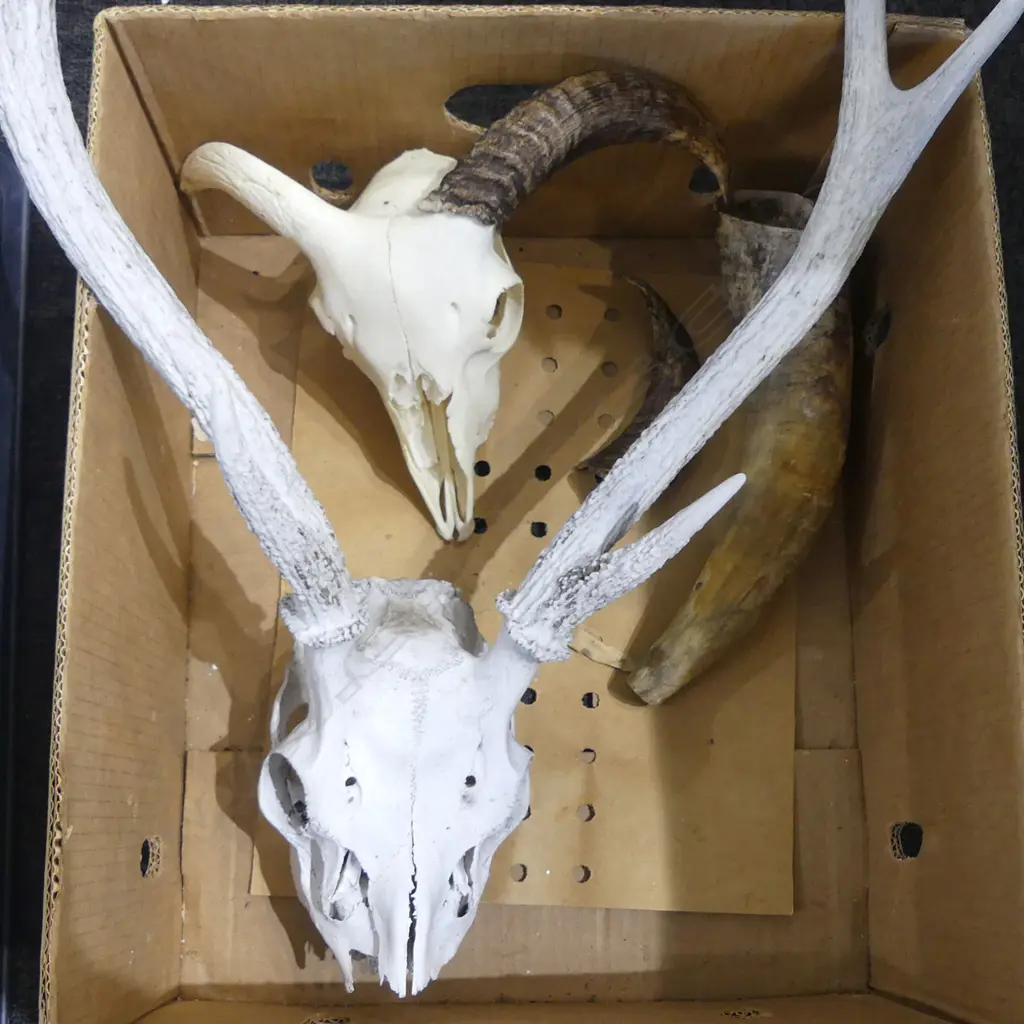 2 ANIMAL SKULLS w. HORNS + HORN one end cut  Image 1++