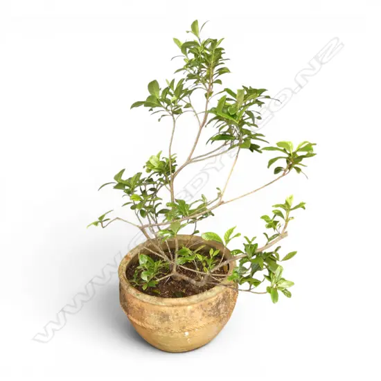 GARDINIA IN TERRACOTTA POT H.1100mm, 520mm dia