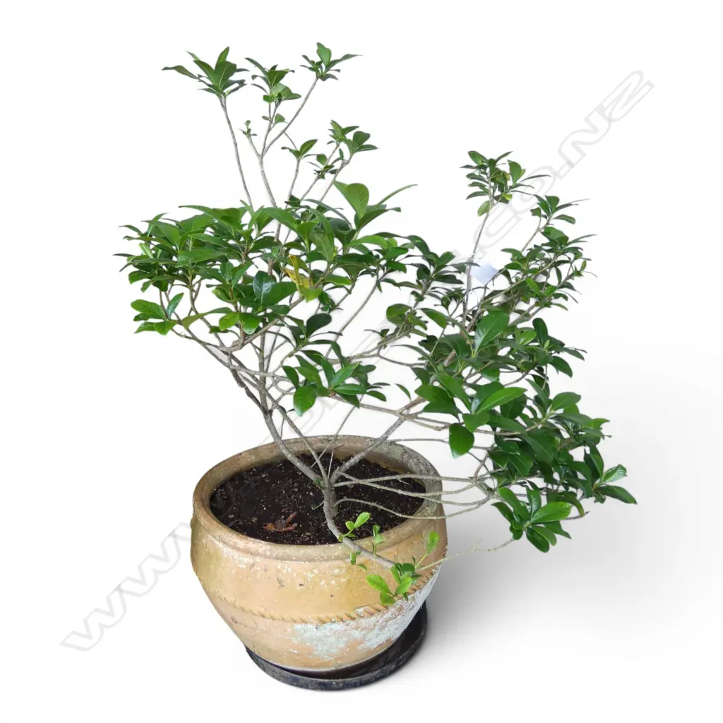 GARDINIA IN TERRACOTTA POT H.1100mm, 520mm dia Image 1++