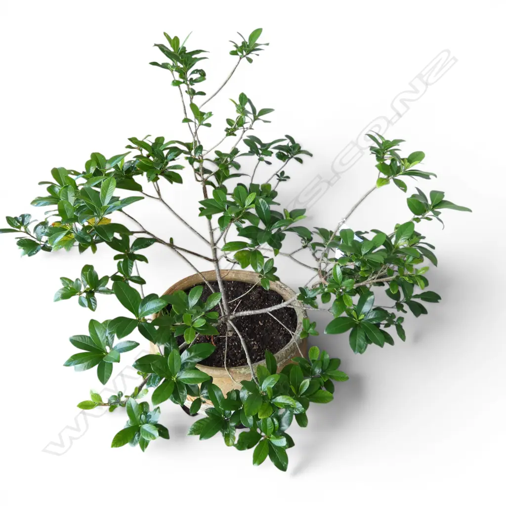 GARDINIA IN TERRACOTTA POT H.1100mm, 520mm dia Image 1++