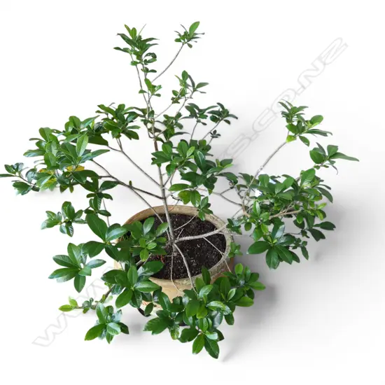 GARDINIA IN TERRACOTTA POT H.1100mm, 520mm dia