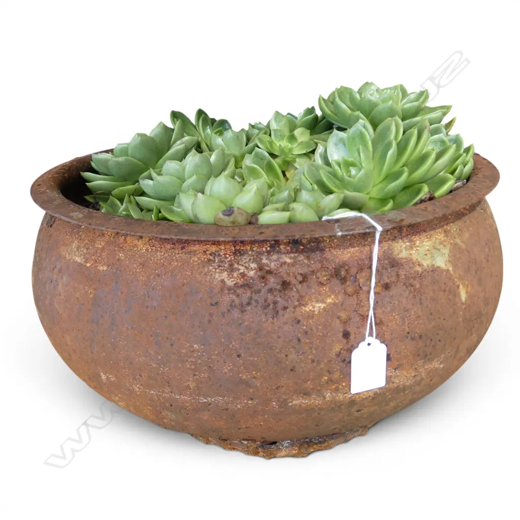 SUCCULENT IN METAL PLANTER POT 450mm dia Image 1++