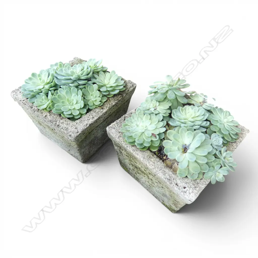 PR SUCCULENTS IN CONCRETE PLANTER POTS H.240mm Image 1++