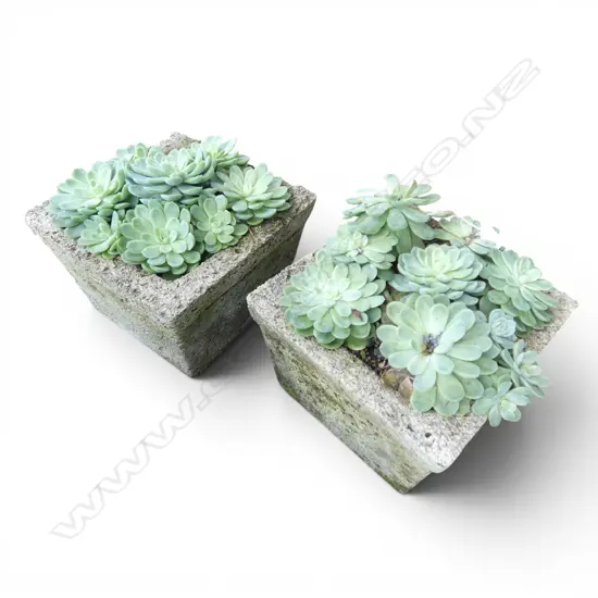 PR SUCCULENTS IN CONCRETE PLANTER POTS H.240mm