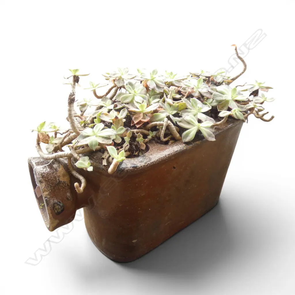 SUCCULENTS IN LG SALT GLAZED PLANTER PIPE 800x300x440mm Image 1++